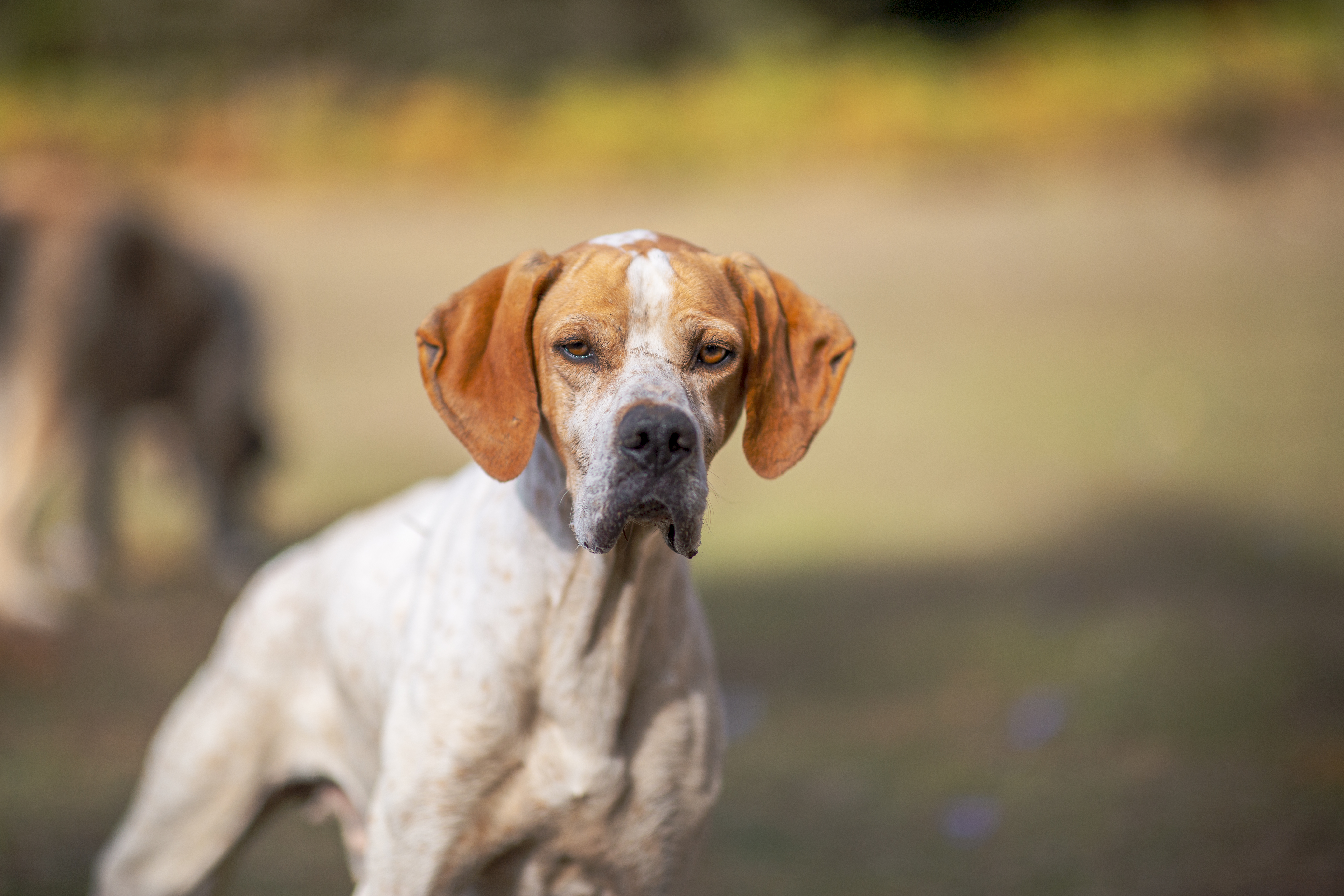 portrait-pointer-dog-looking-camera-it-is-focused-autumn-season-forest.jpg